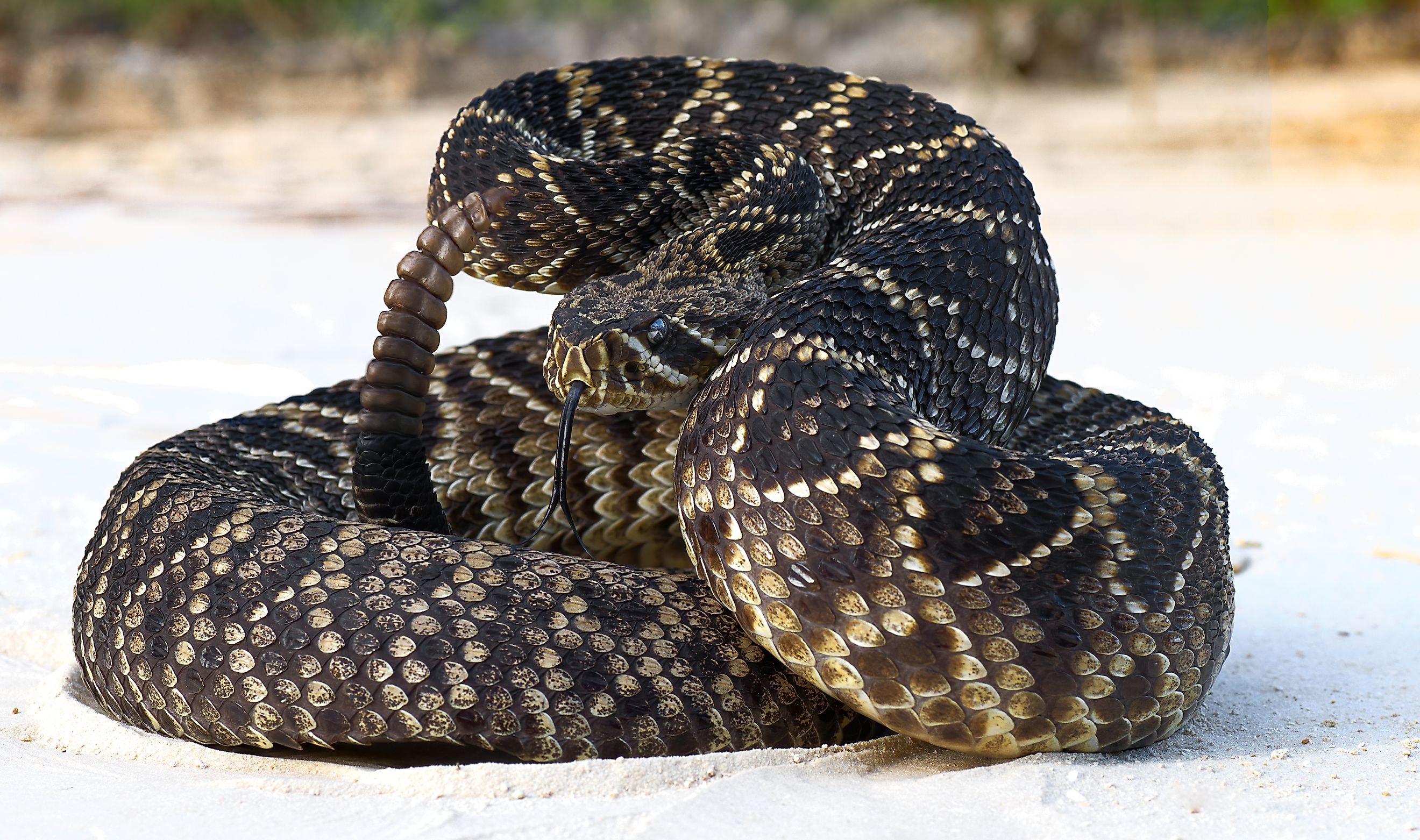 Eastern diamondback rattlesnake (Crotalus adamanteus) coiled in defensive strike pose on a sandy road in Central Florida.
