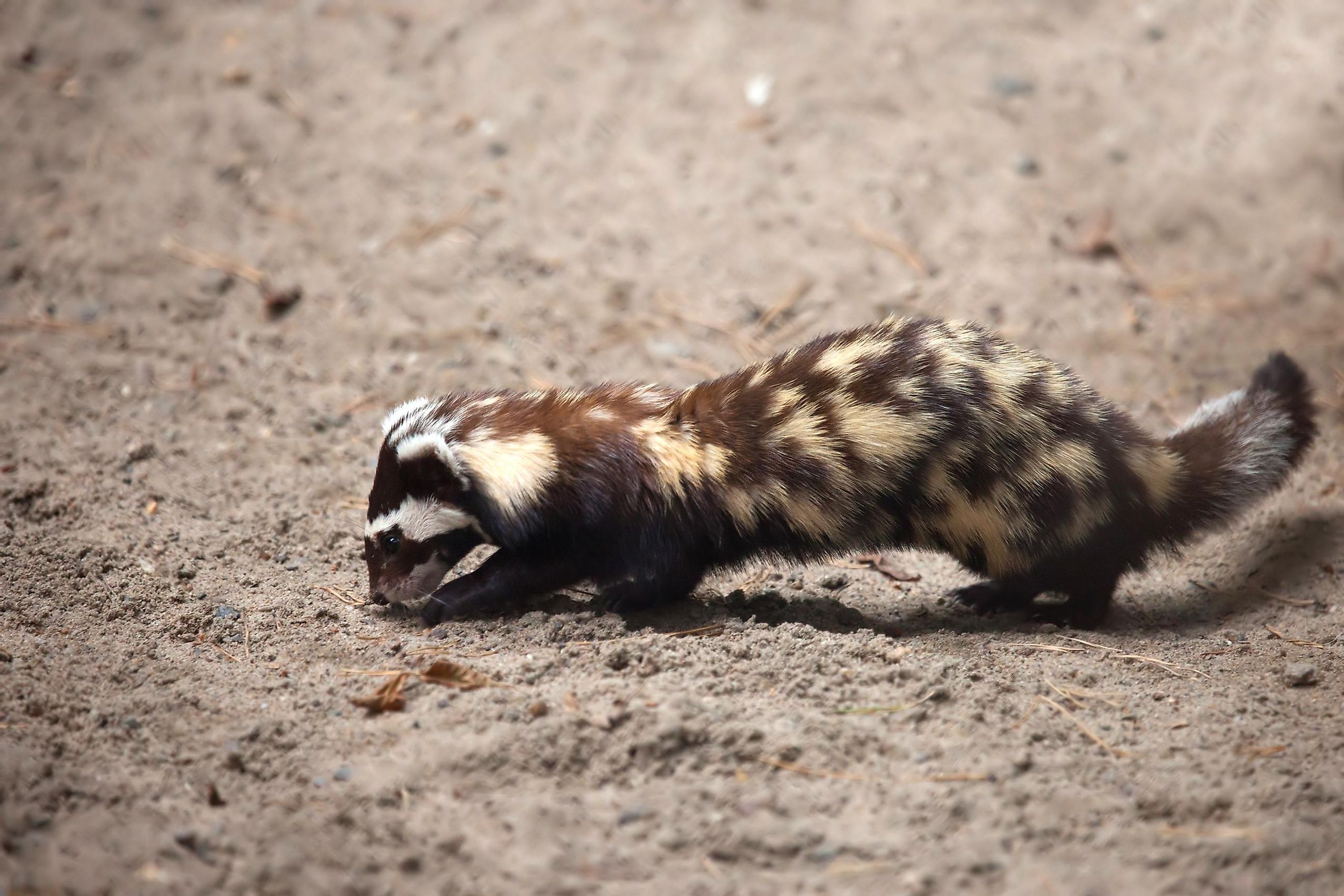 What Animals Live In The Gobi Desert? - WorldAtlas