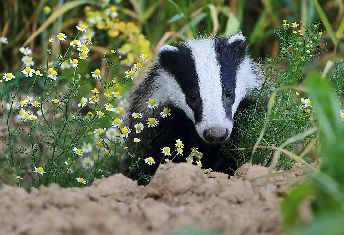 Wildlife Fauna Temperate Grasslands