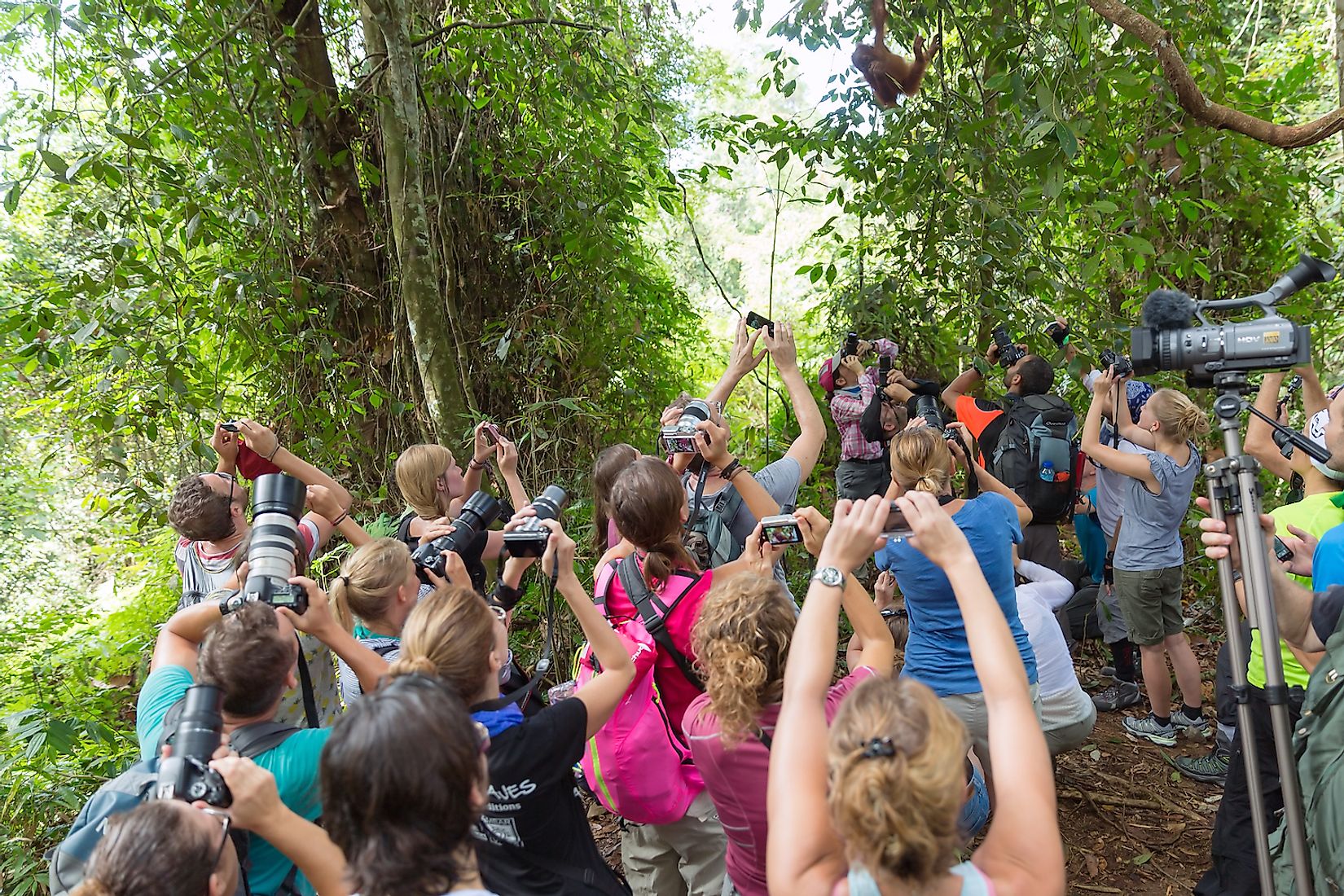 How Bad Tourism Affects Wildlife Around The World - WorldAtlas