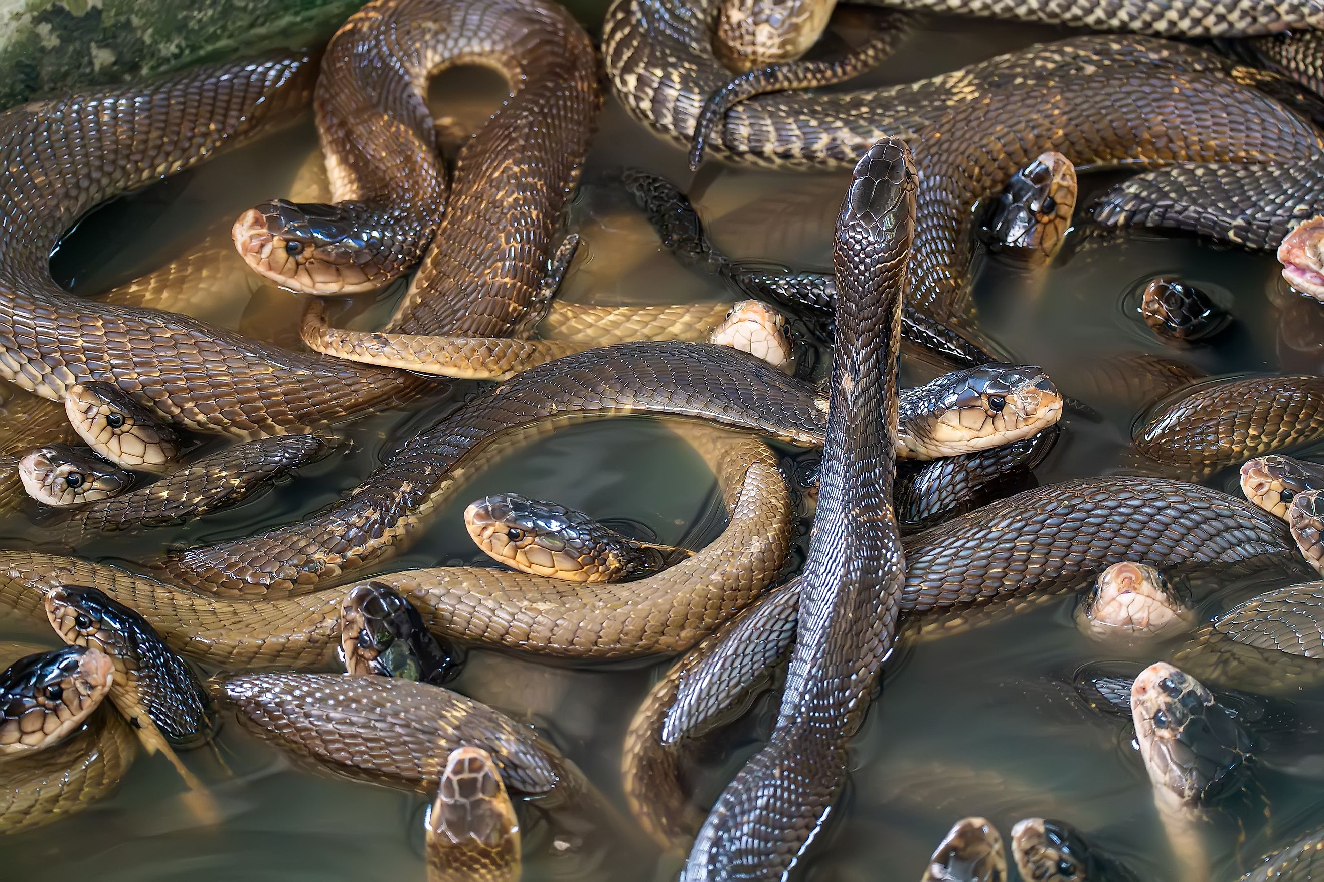 A lot of snakes piled on one another in water.