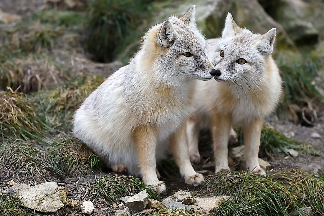 The Twelve Species Of True Foxes WorldAtlas