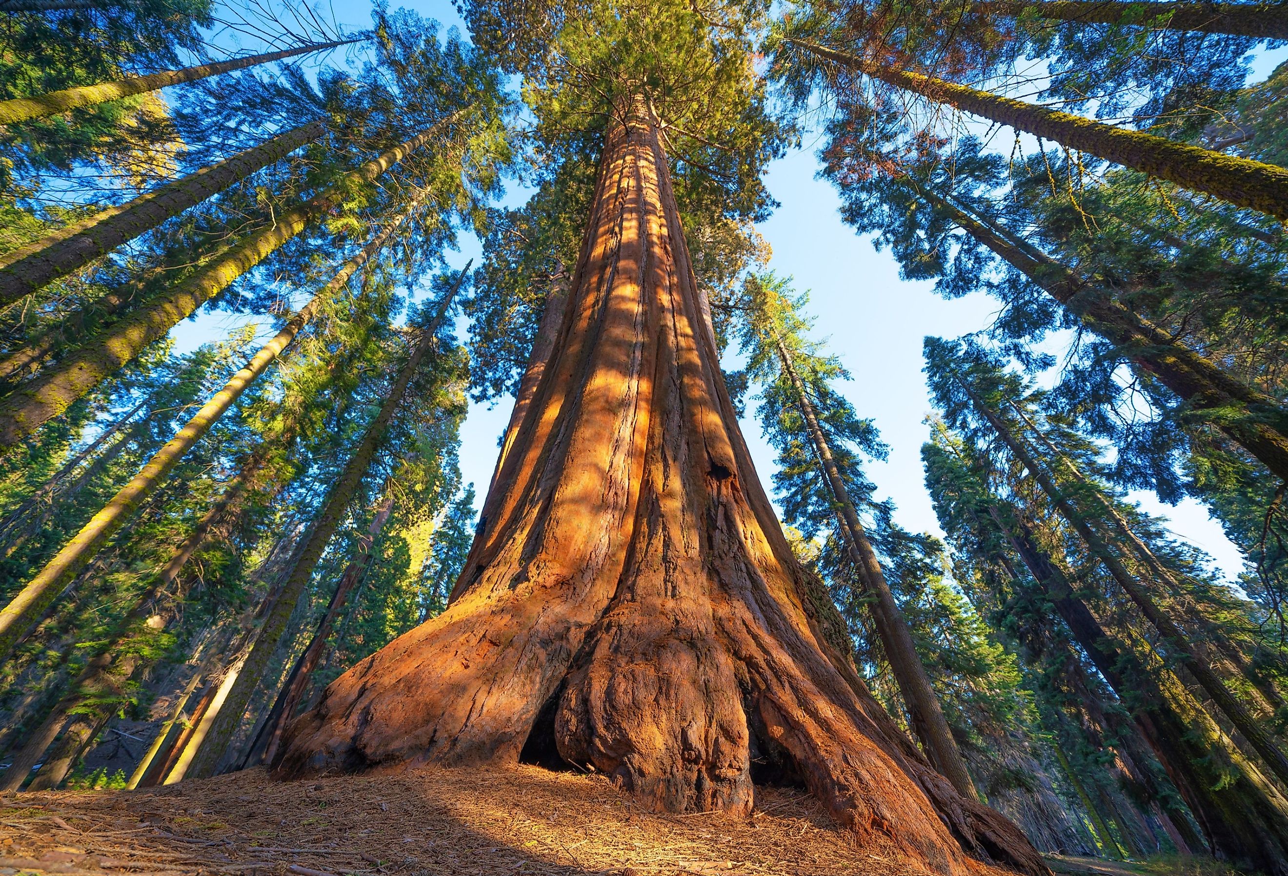 View from below of large tree in Sequoia National Park, California.