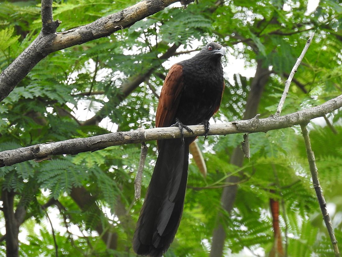 endemic-bird-species-of-sri-lanka-worldatlas