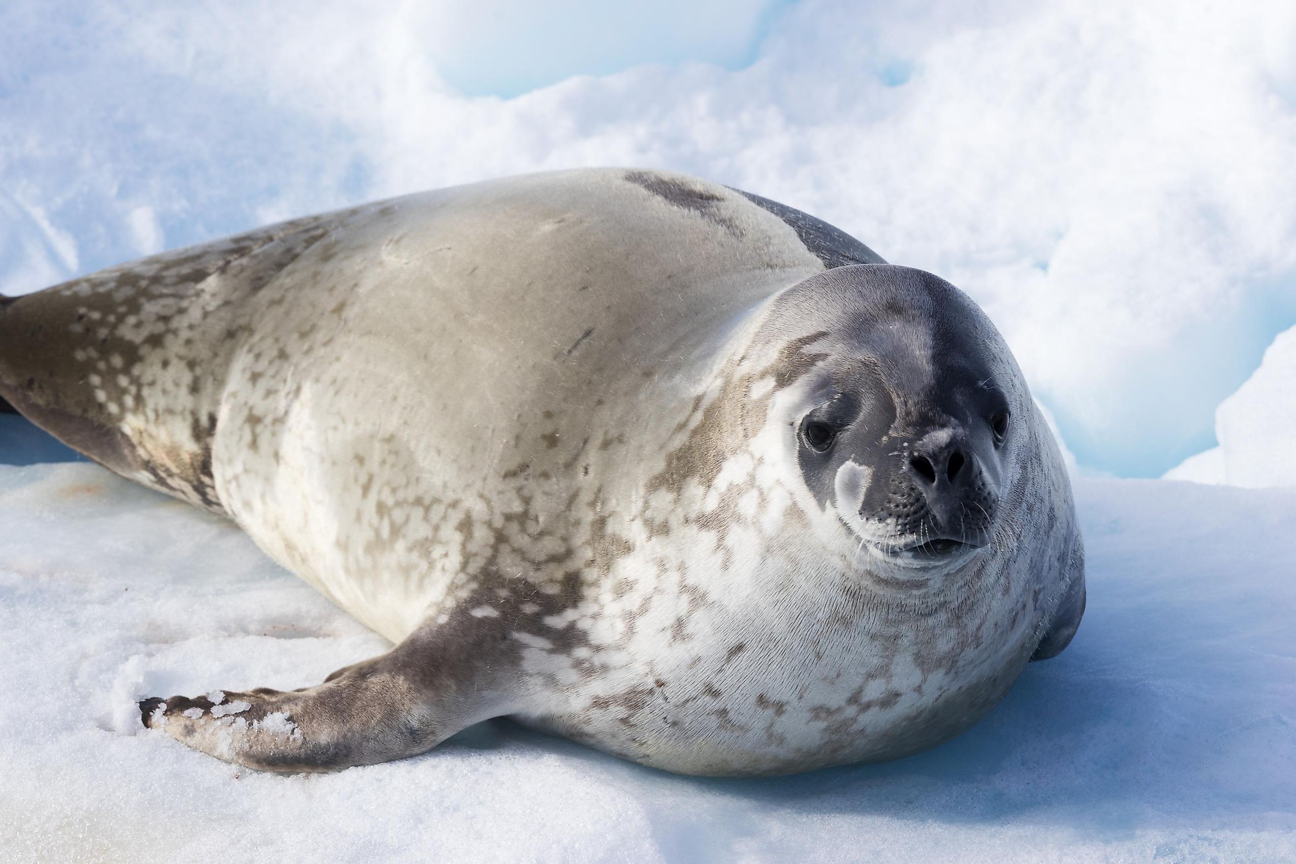 What Animals Live In Antarctica? WorldAtlas
