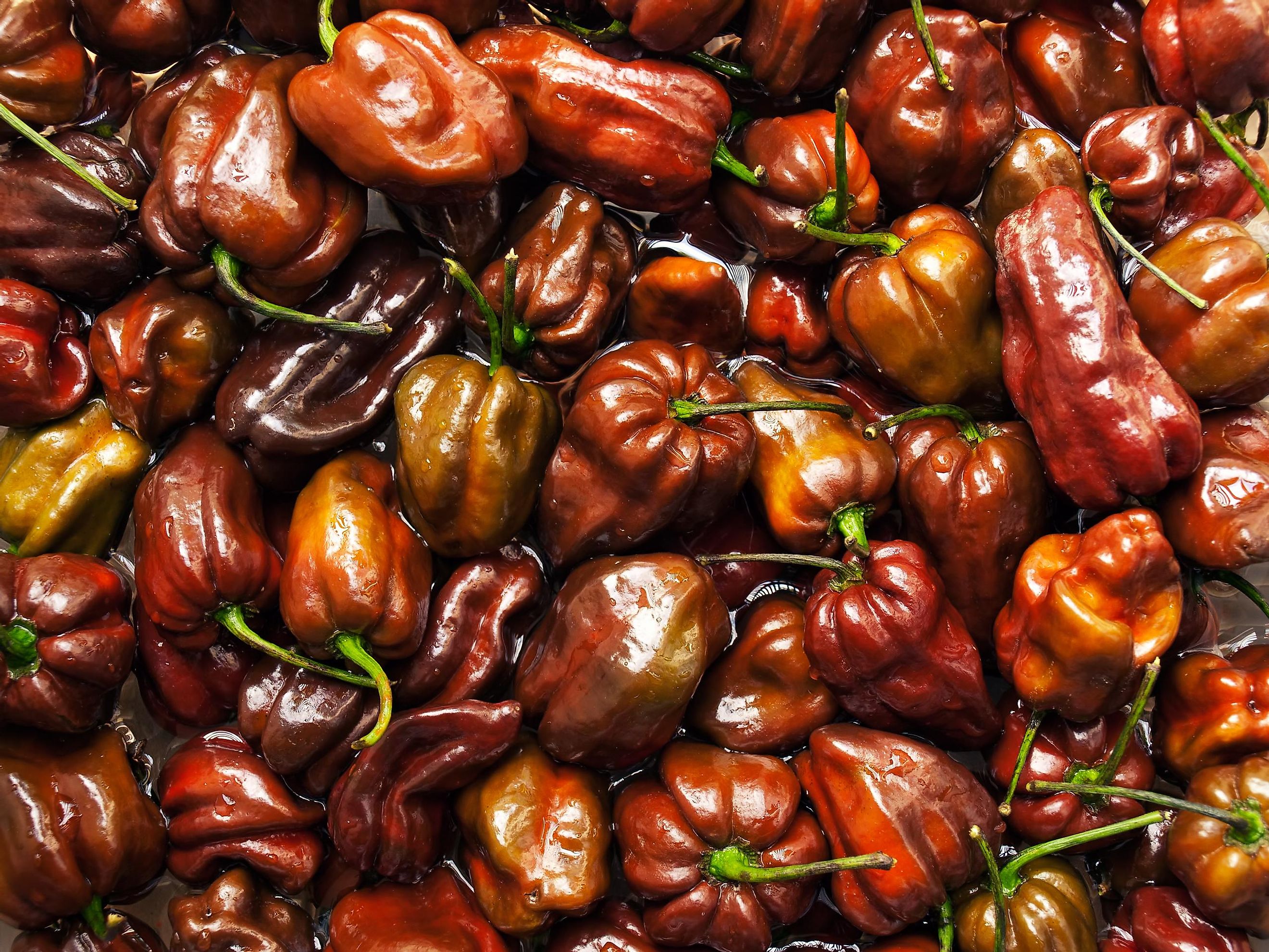 The Hottest Chilies In The World - WorldAtlas