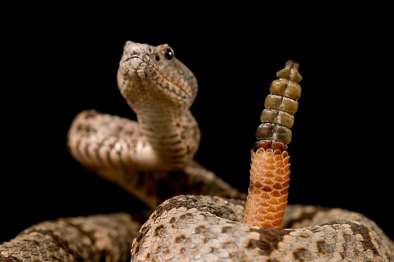 5-of-the-most-common-myths-about-rattlesnakes-worldatlas