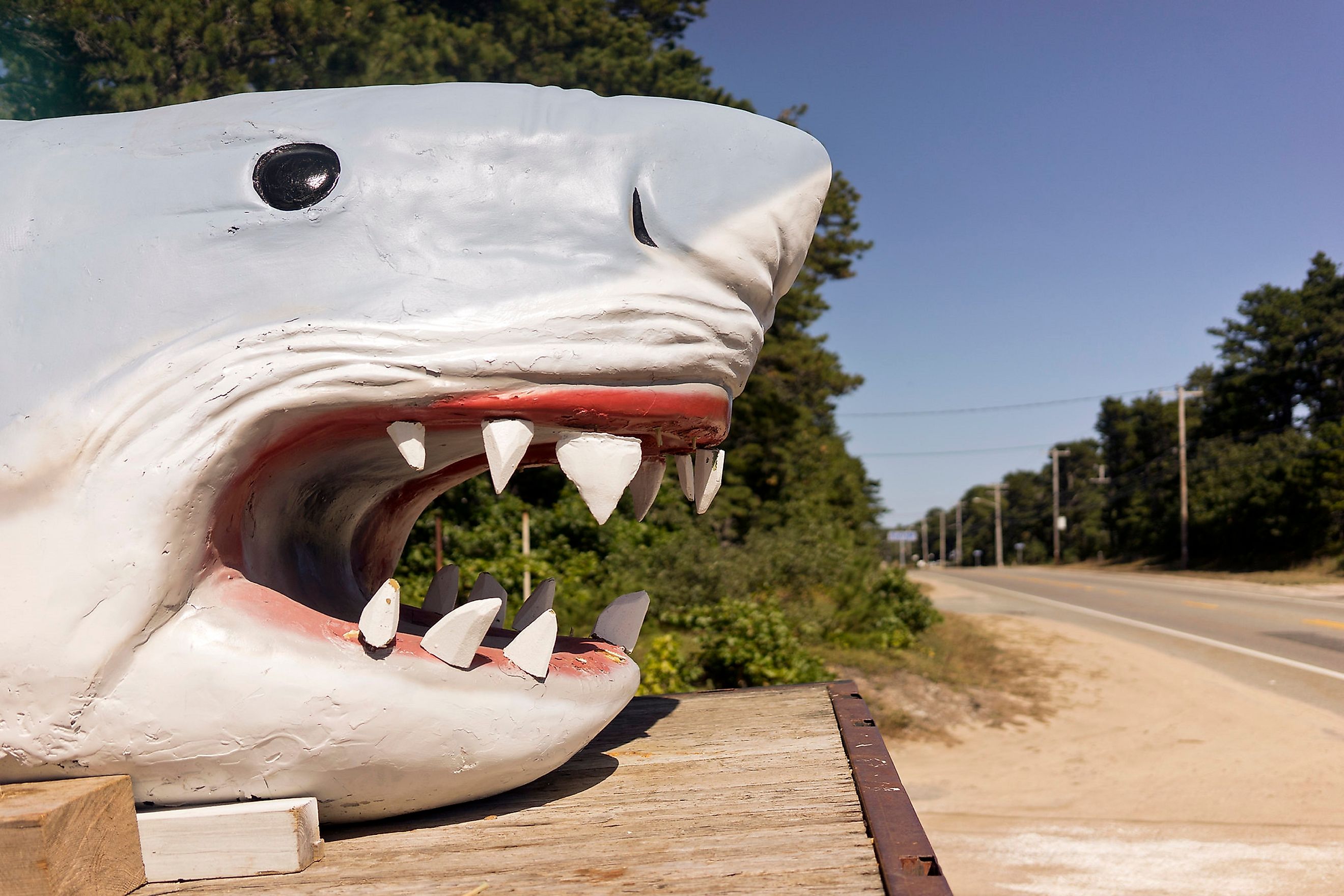 A big, fake shark along the side of the road in Wellfleet, Massachusetts. Editorial credit: Cavan-Images / Shutterstock.com