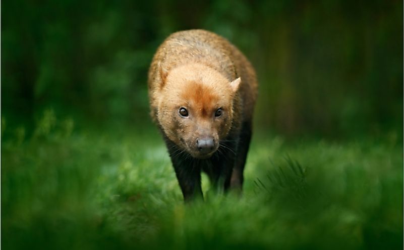 10 Animals Found In Paraguay - Worldatlas