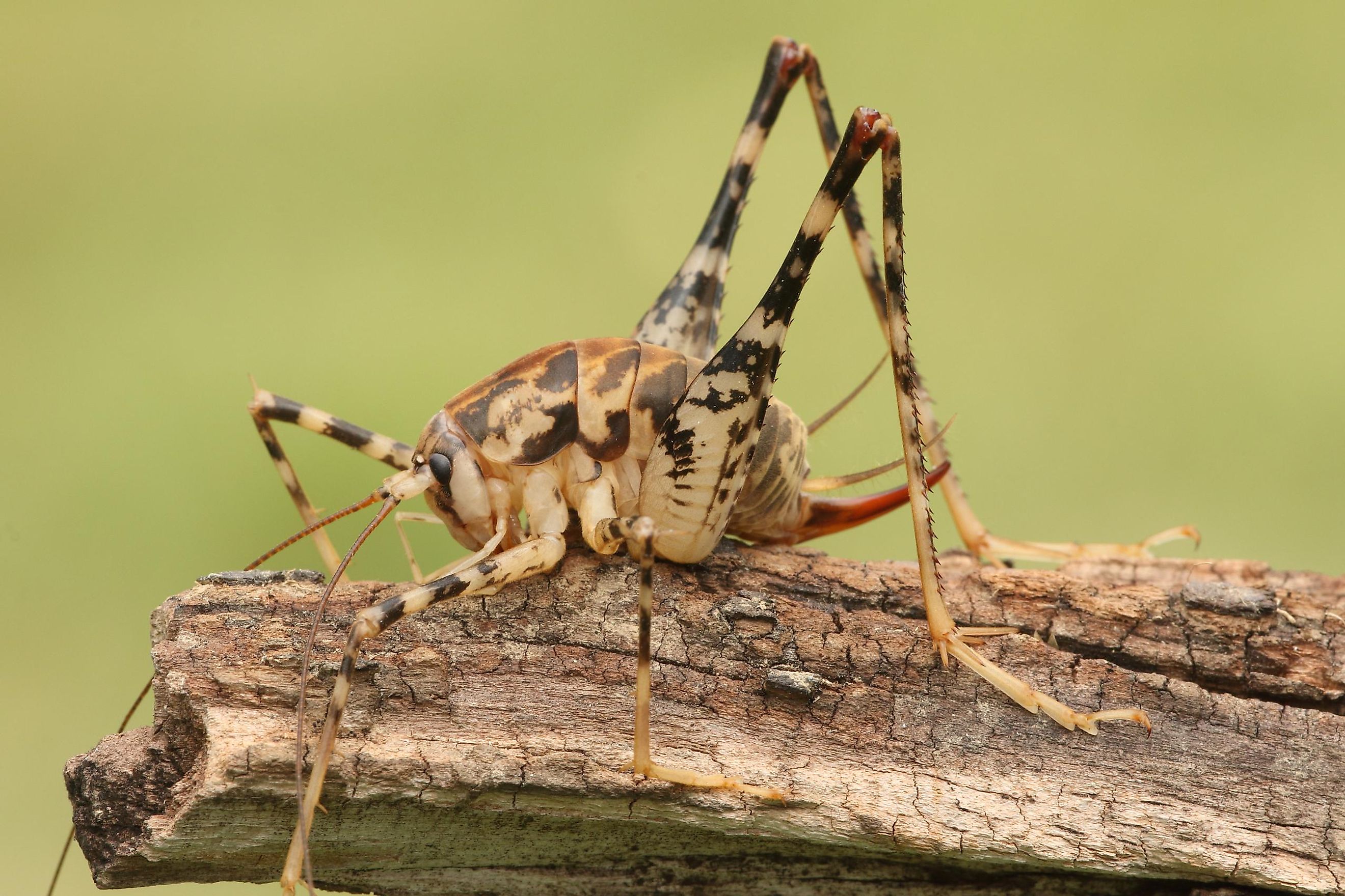 Camel Crickets In Basement / It might be ugly, but a camel cricket won't bite you | The ... / See full list on pestkilled.com