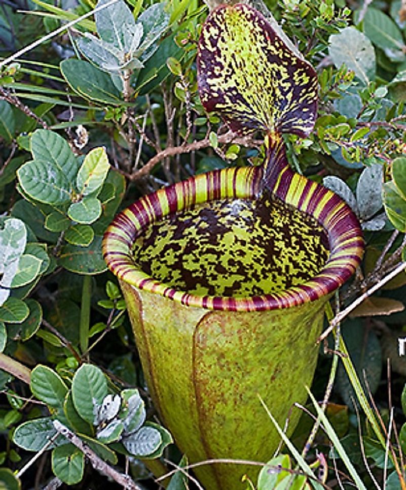 The Rarest Plants On Earth WorldAtlas