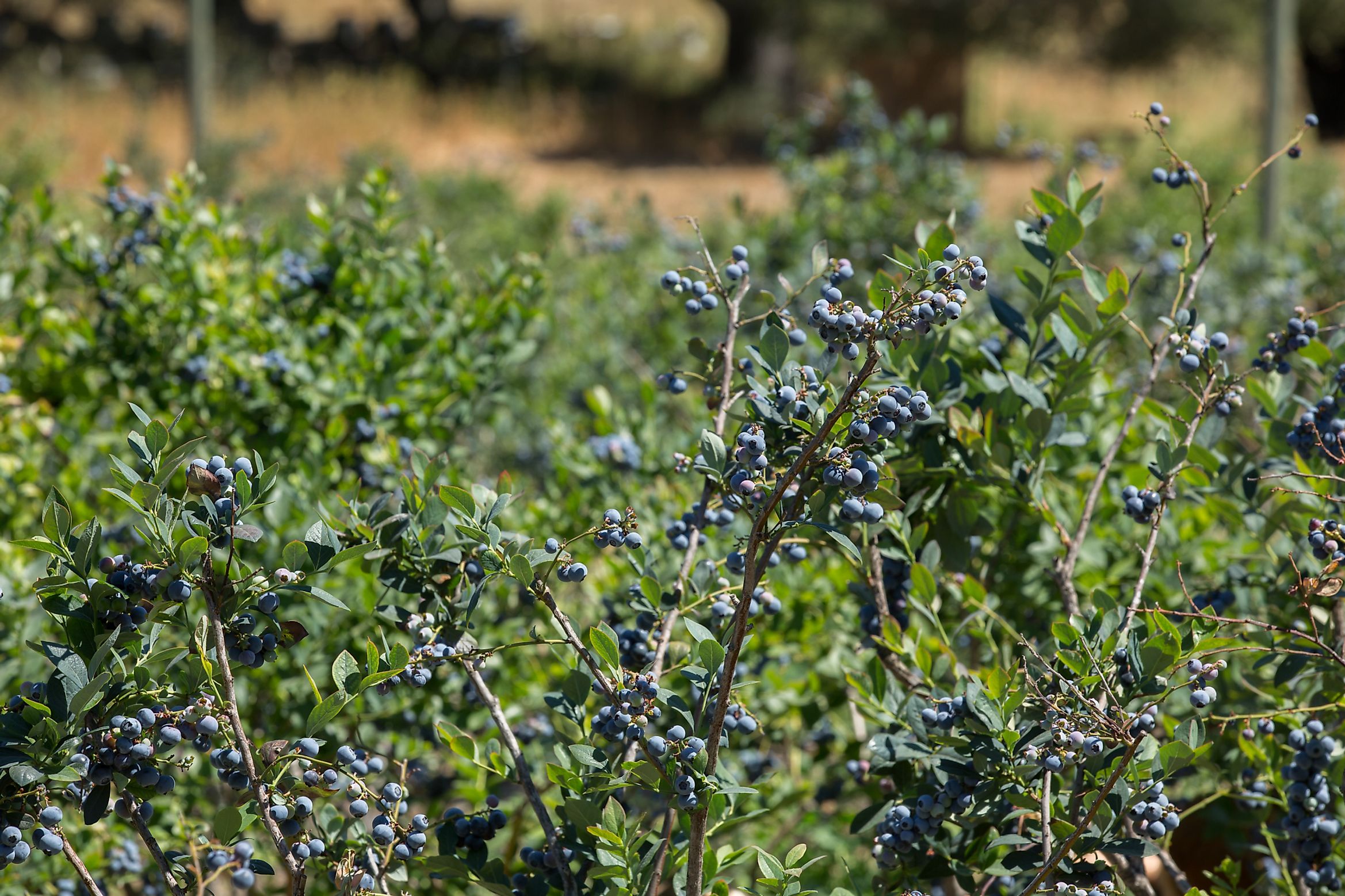 Top 10 Blueberry Producing States In America - WorldAtlas