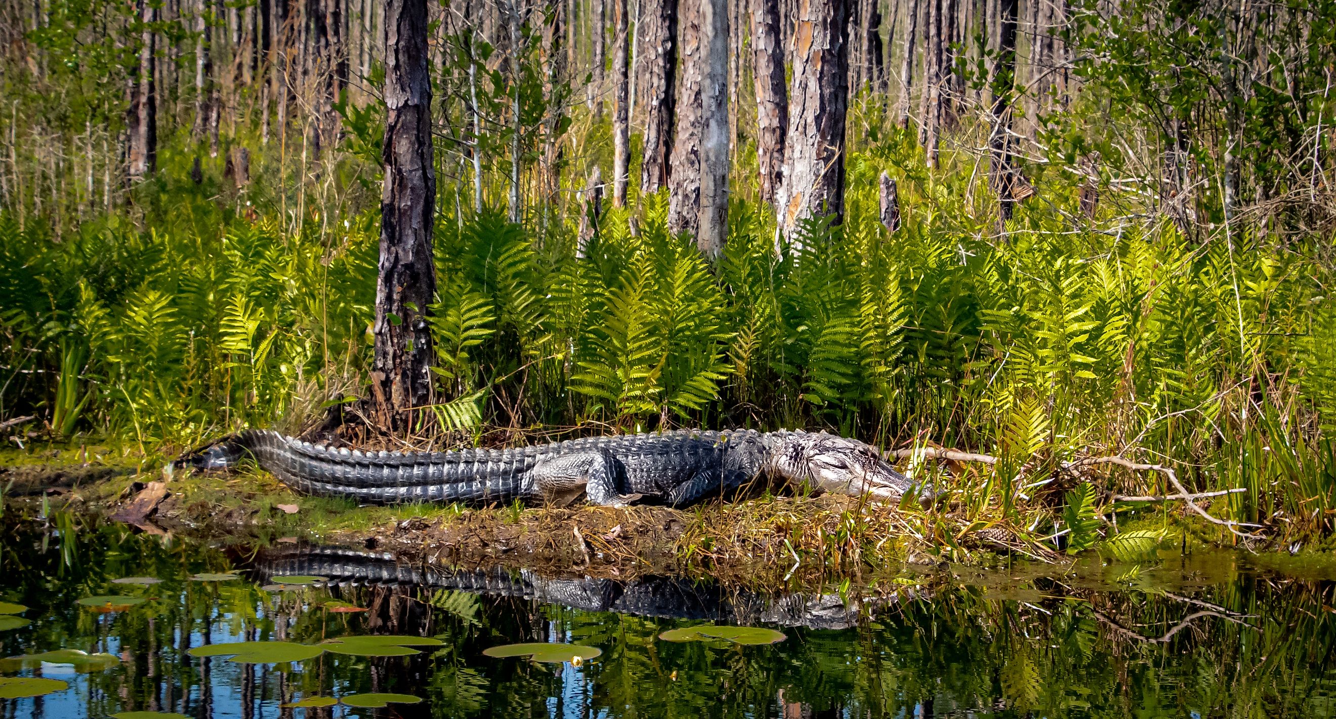 American Alligator fourteen foot on edge of canal at Okefenokee Swamp Folkston Georgia.