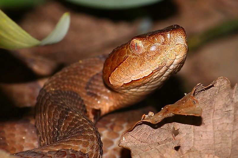 Killer Snakes Of North America - WorldAtlas