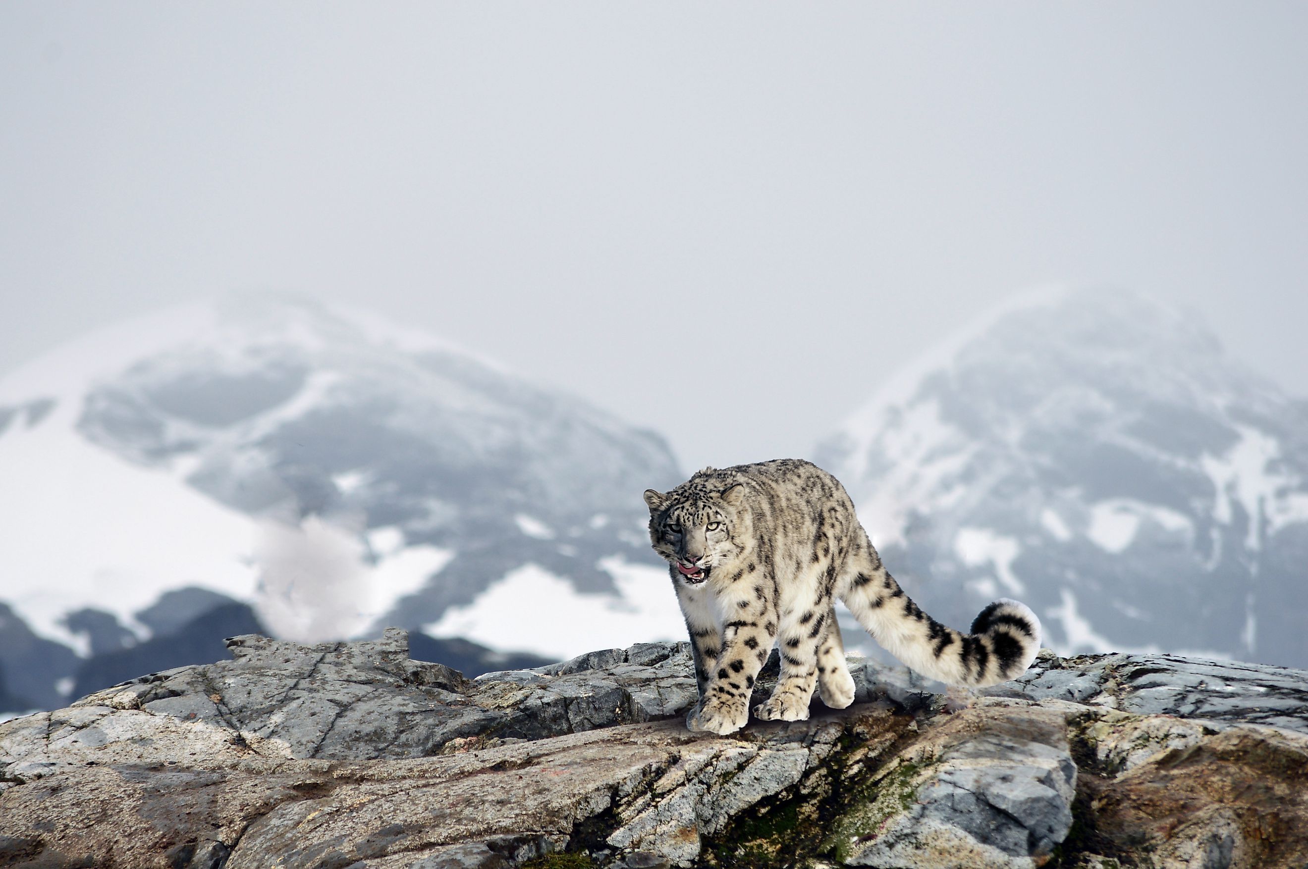 What Animals Live In The Mountains WorldAtlas