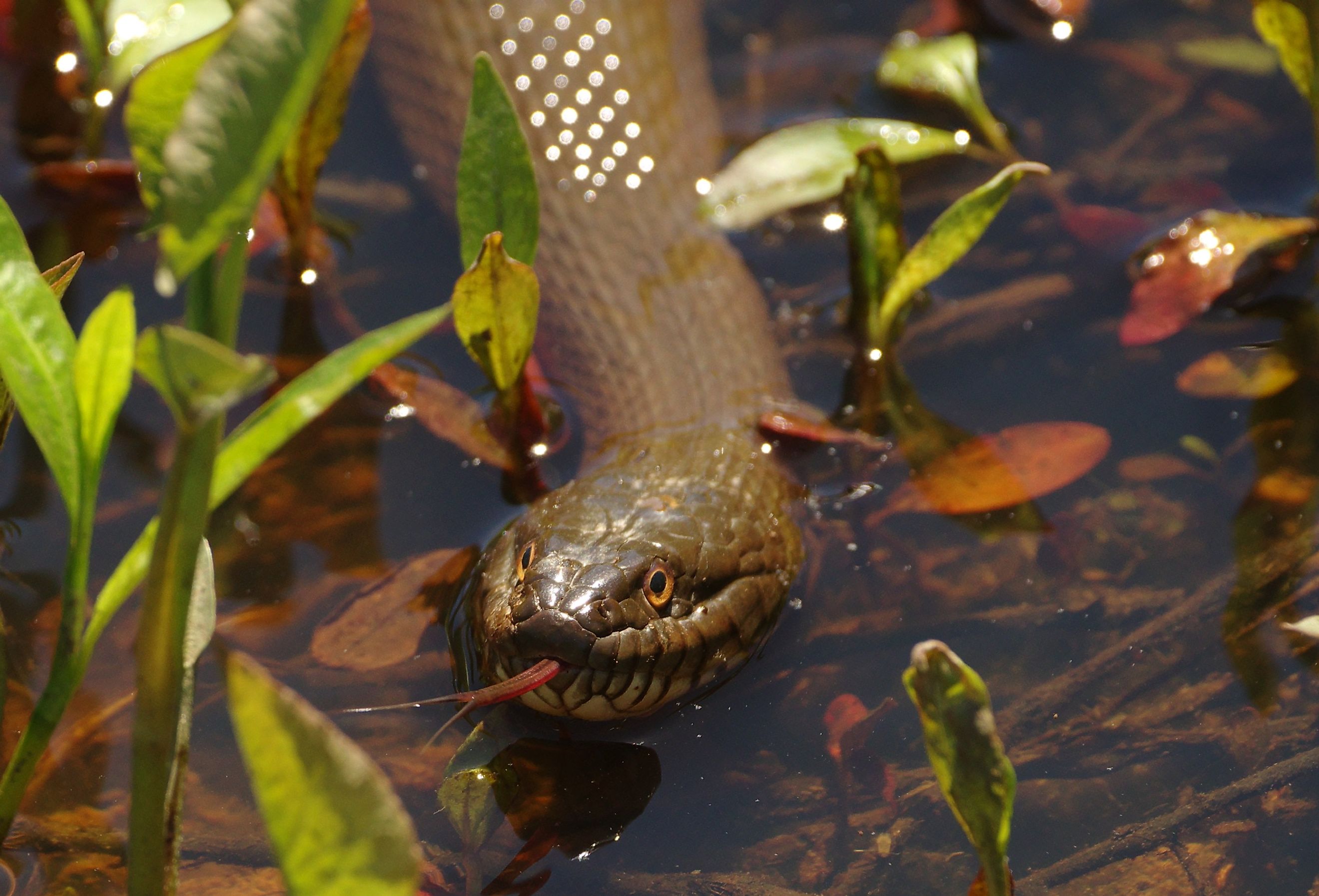 A northern water snake (Nerodia sipedon) swims in a marsh pond.