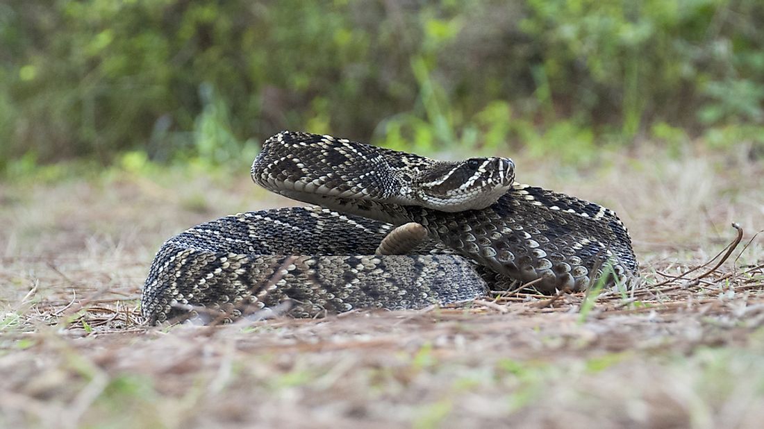 the-most-venomous-snakes-of-florida-worldatlas