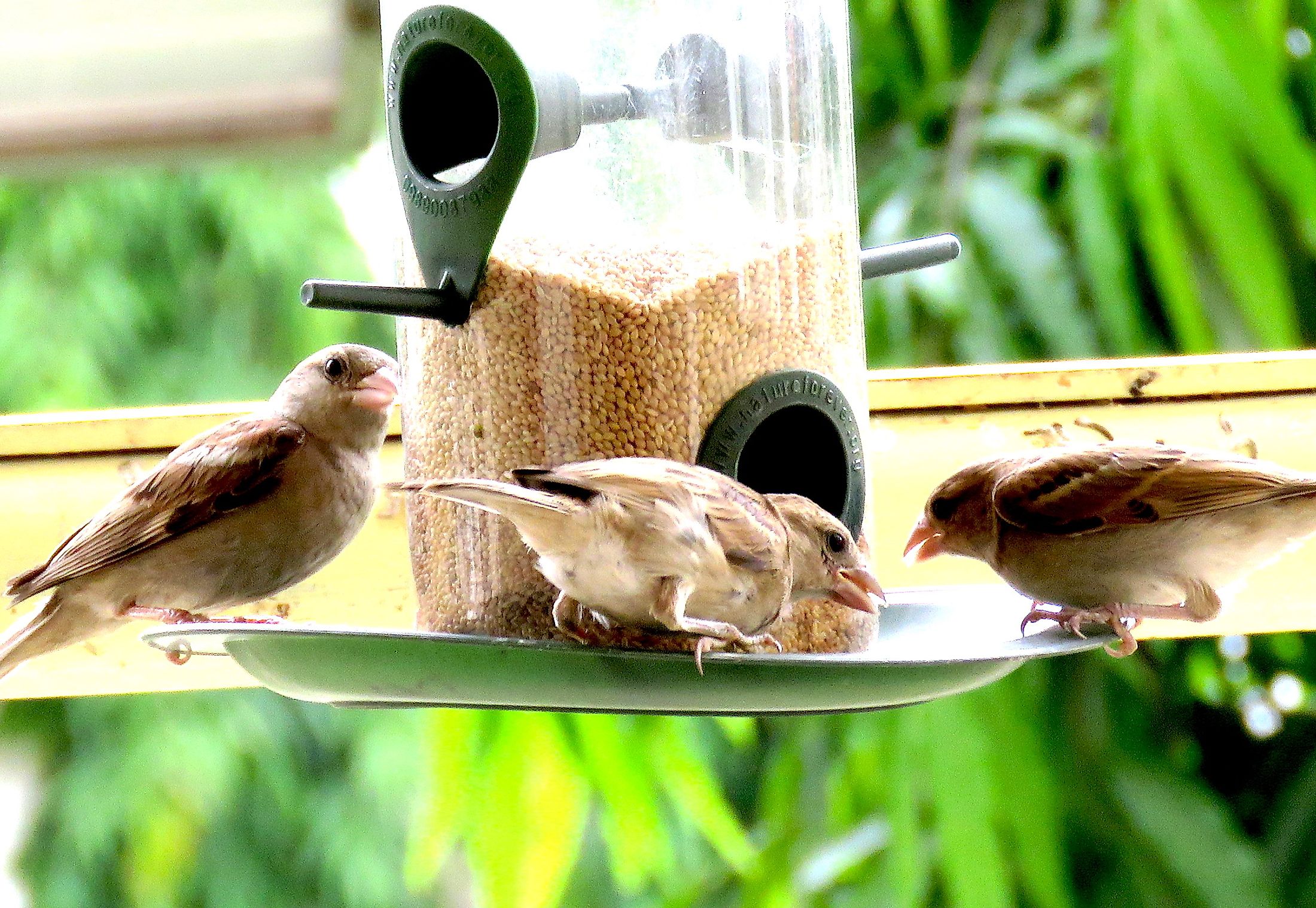 is-feeding-wild-birds-good-or-bad-worldatlas