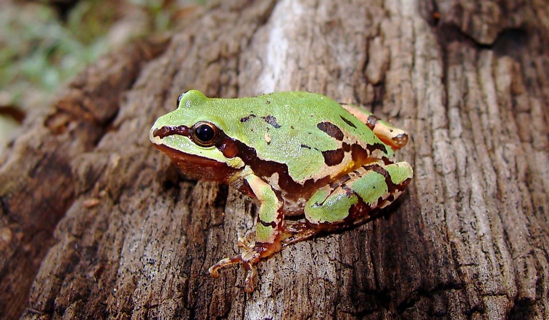 Facts About Arizona Tree Frog