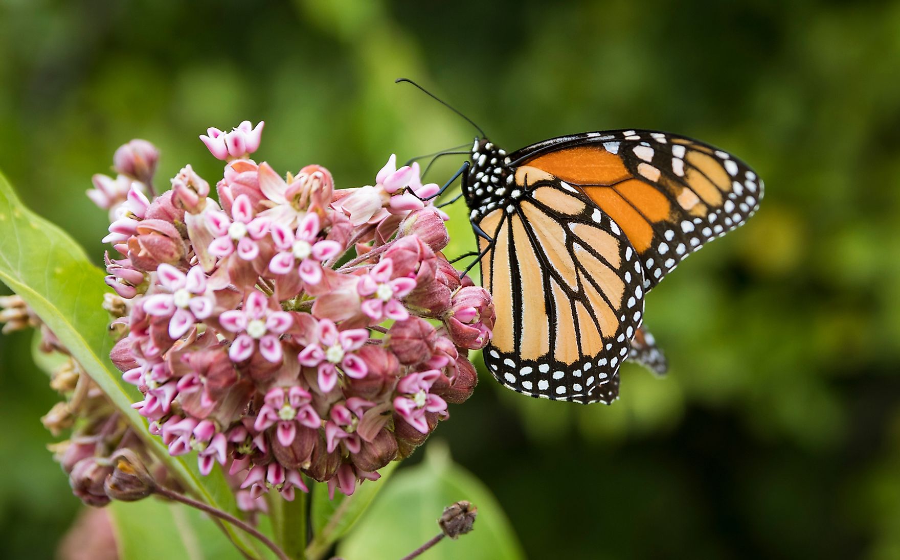 What Is The Symbiotic Relationship Between Monarch Butterfly And Milkweed