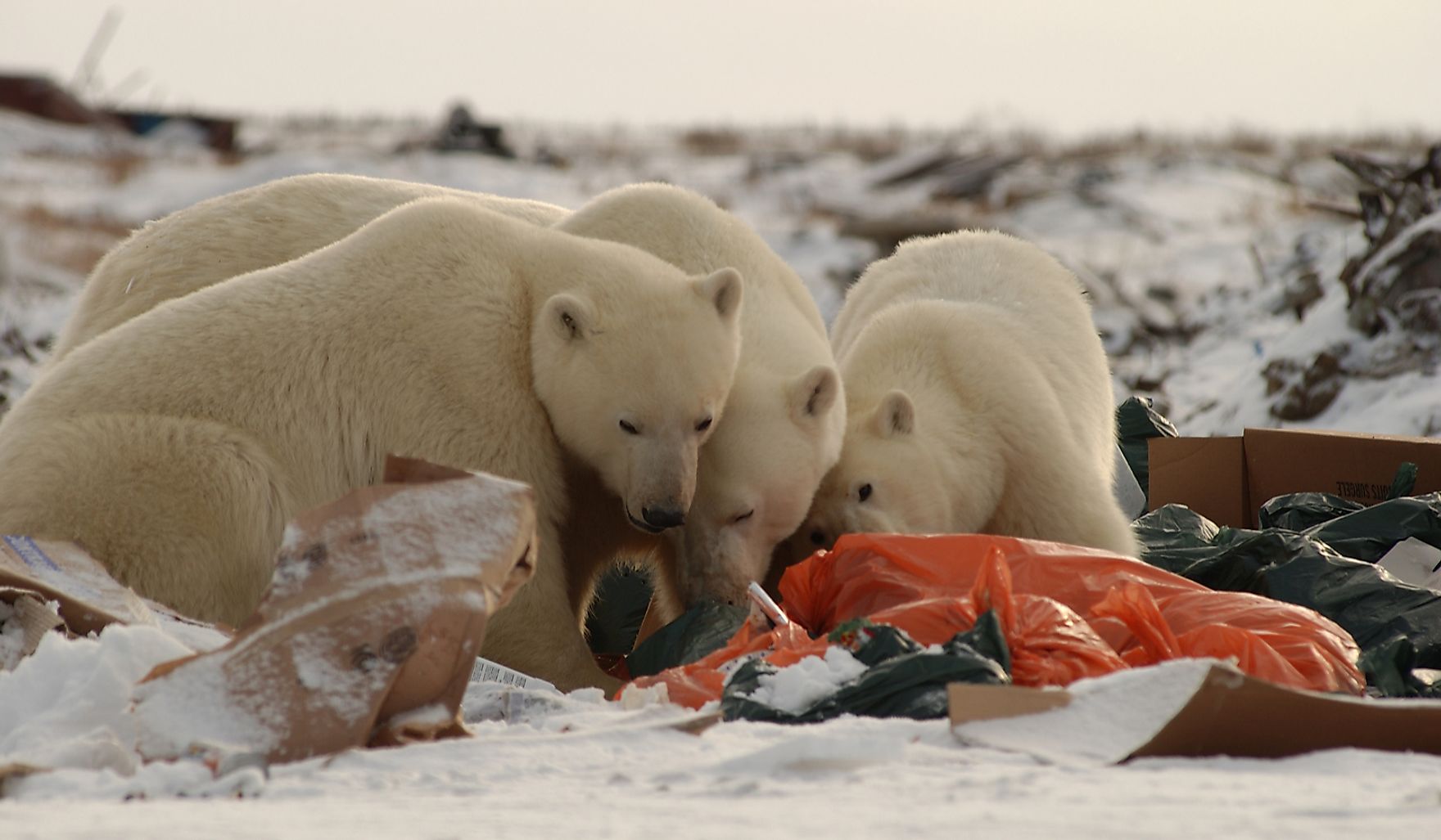 diet-of-polar-bears-is-now-25-plastic-worldatlas