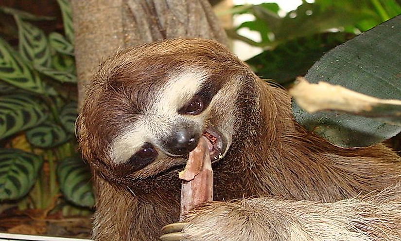 sloths-in-costa-rica-the-ultimate-guide-diamante-sloth-sanctuary