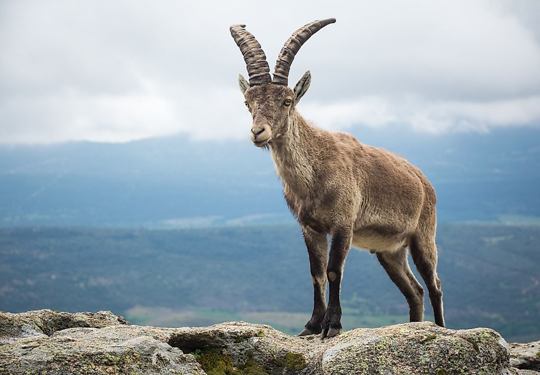 Animals Native To Spain WorldAtlas