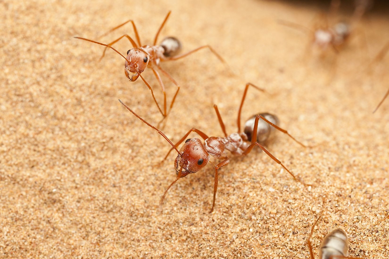 what-kind-of-wildlife-live-in-the-deserts-sciencing