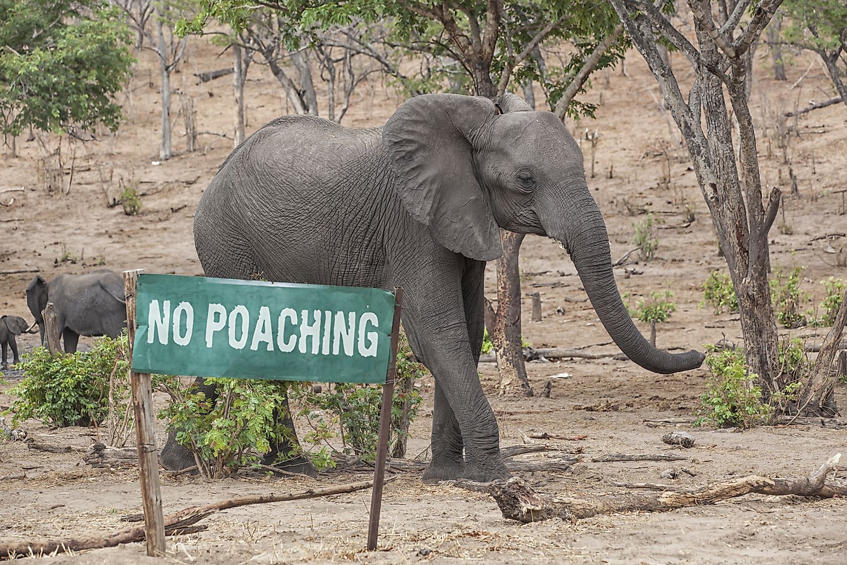 Countries Where Illegal Wildlife Trade Is A Major Threat To Wildlife Worldatlas