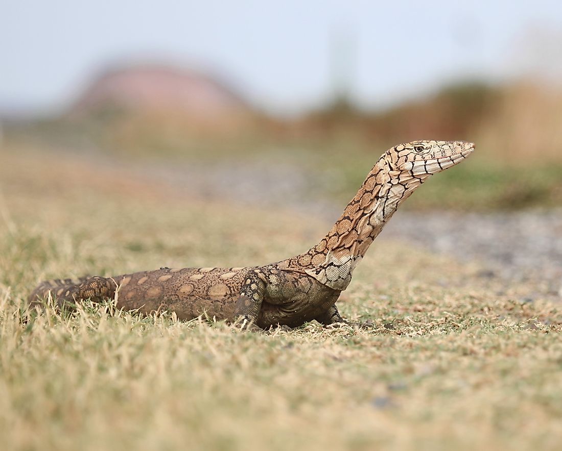 The Largest Lizards In The World WorldAtlas   Shutterstock 492069211 