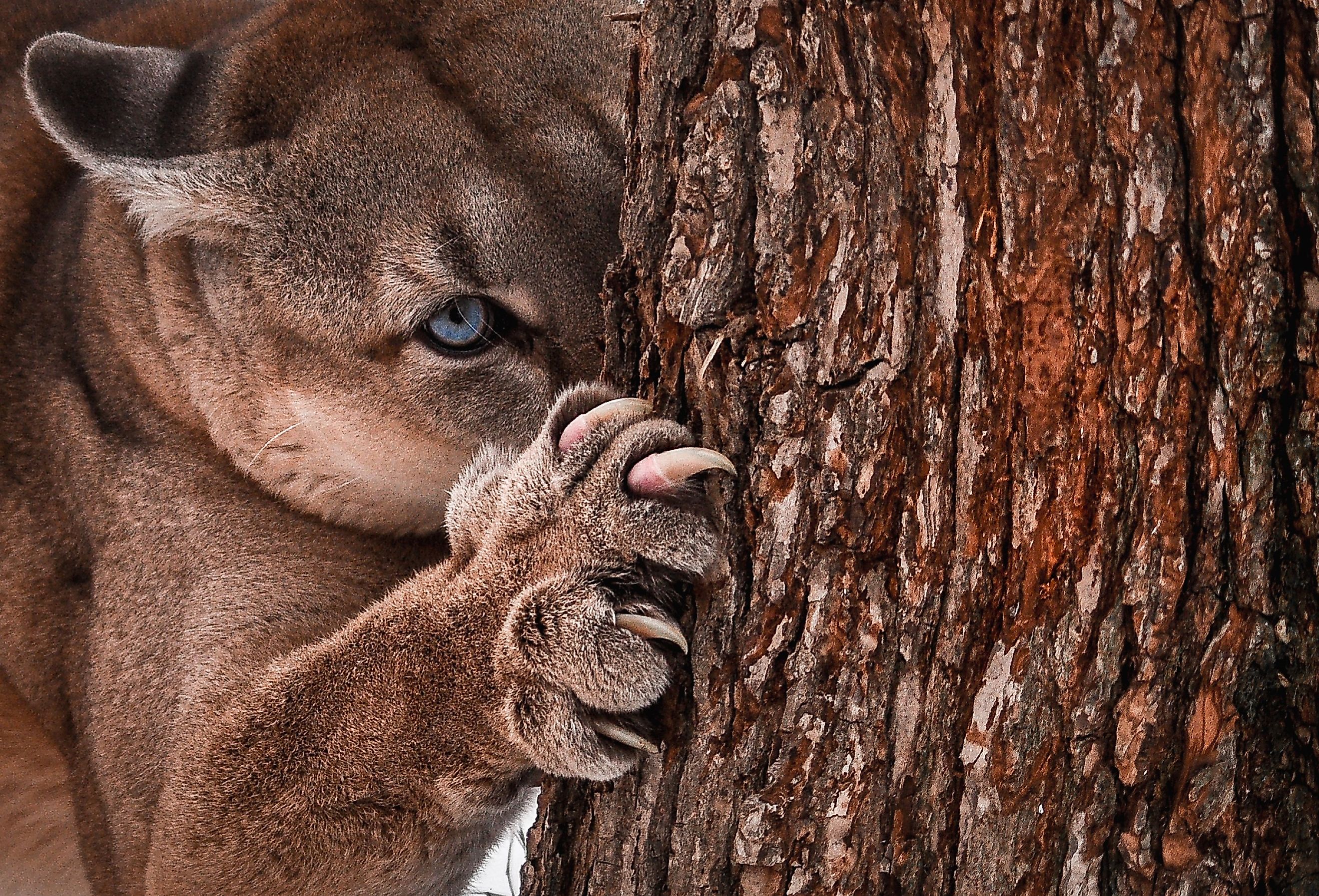 The deadly Cougar.