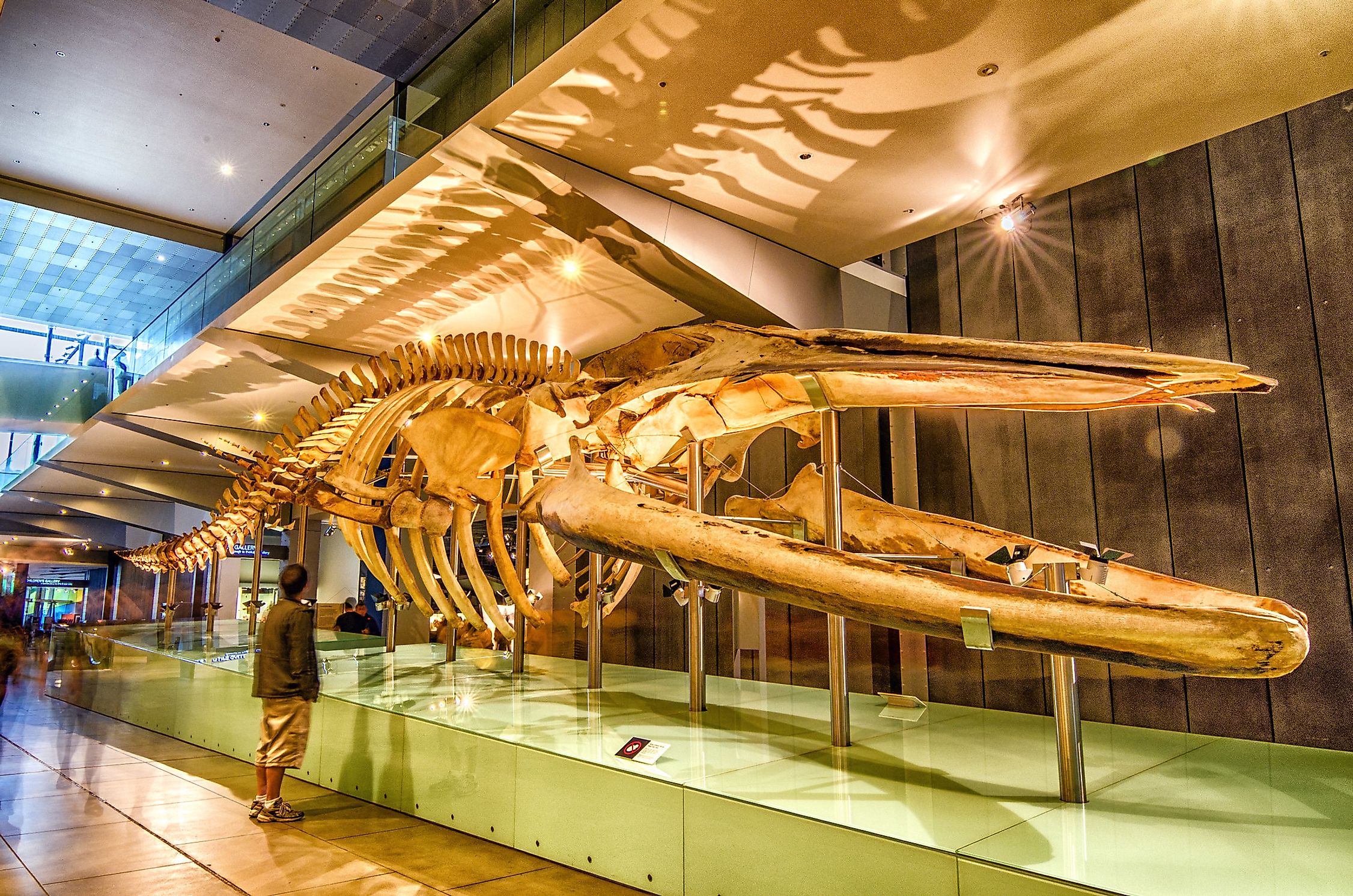 10 Best Natural History Museums Around The Globe Worldatlas 6601