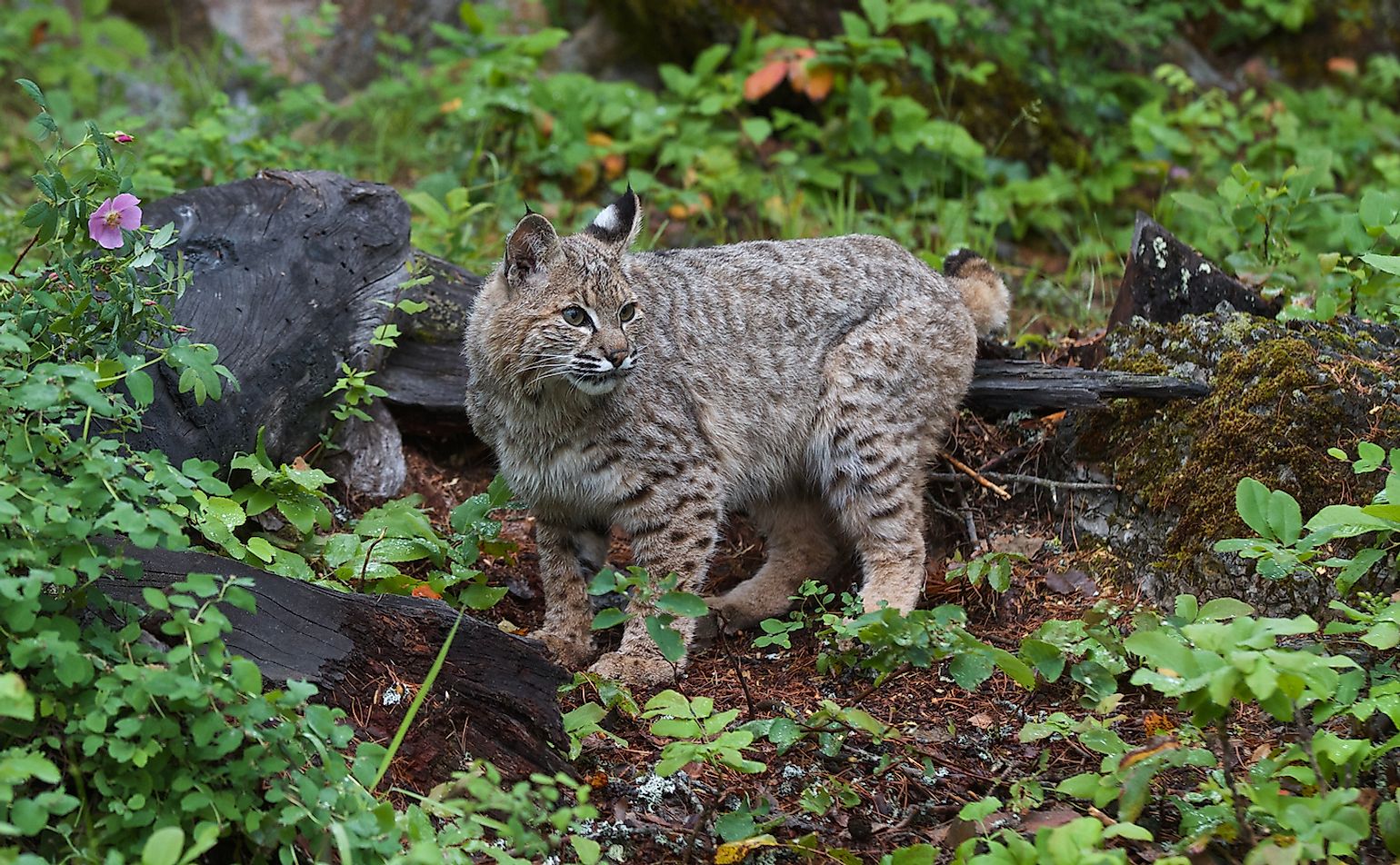 10-animals-that-live-in-coniferous-forests-worldatlas