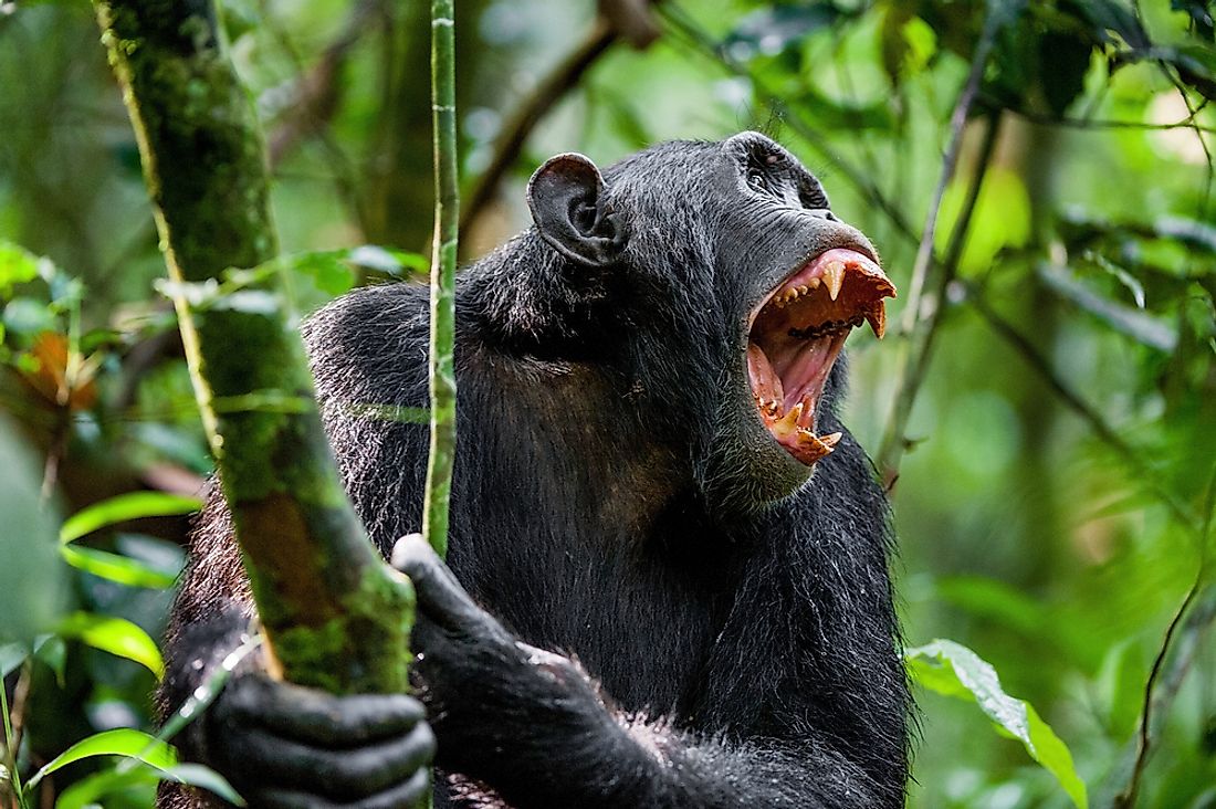 What Was The Gombe Chimpanzee War? - WorldAtlas