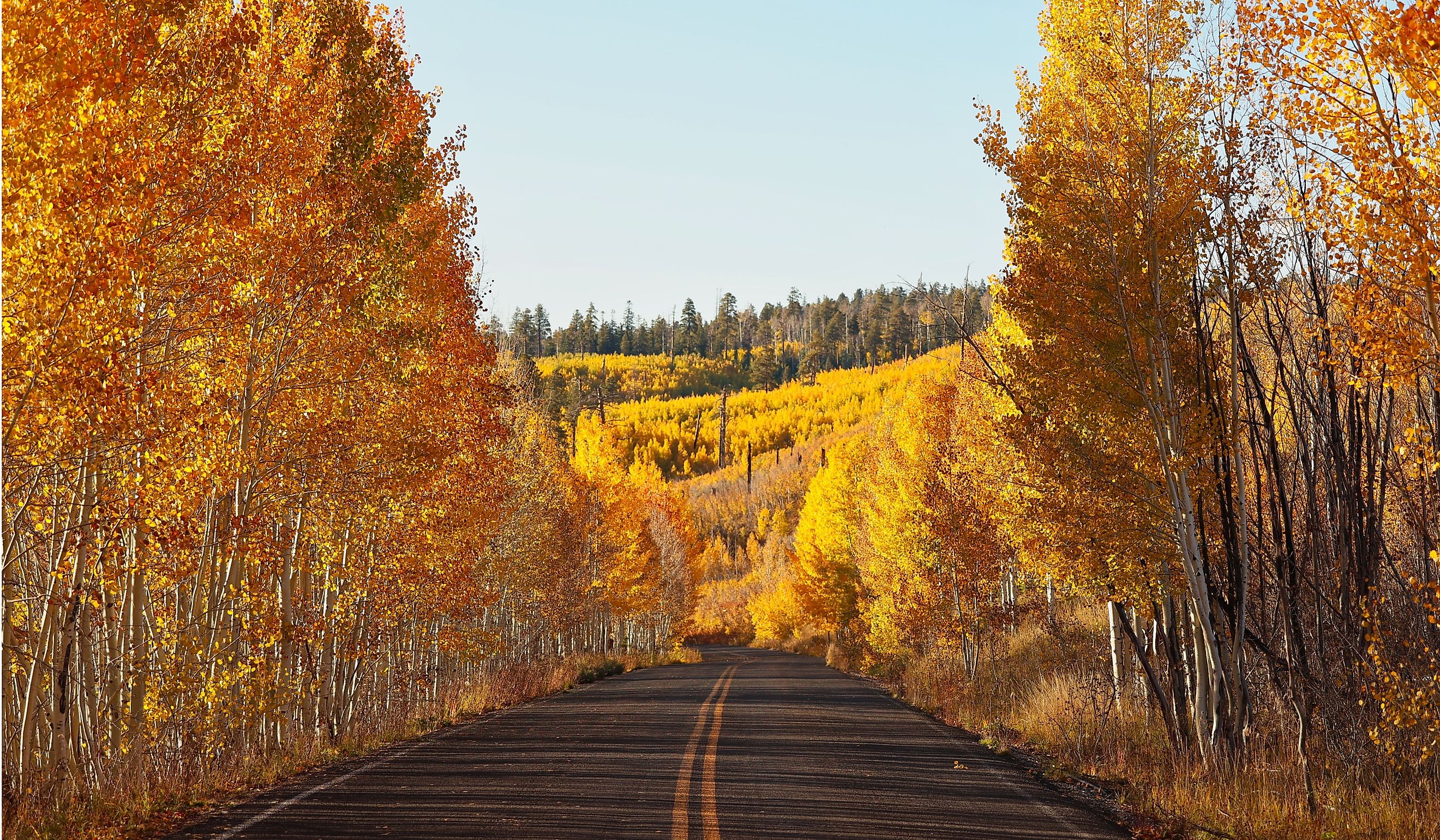 Beautiful fall aspen scene of Cape Royal road winding through a glowing yellow forest on the North Rim of the Grand Canyon.