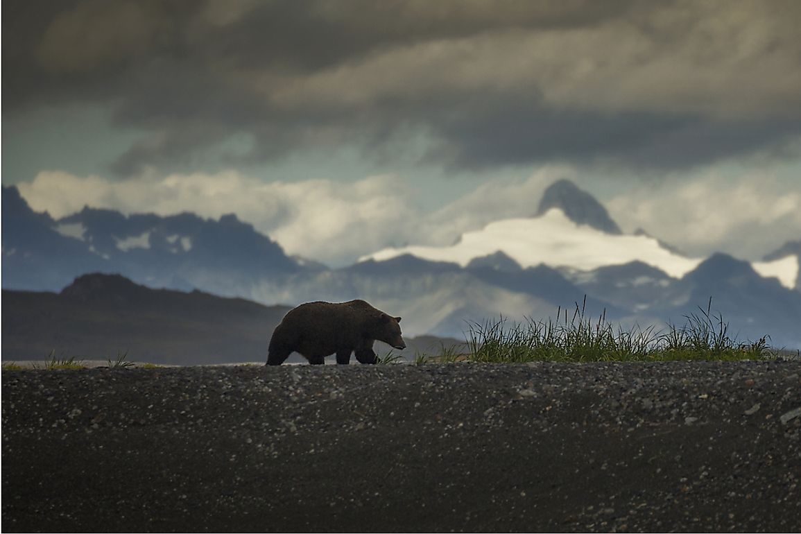 where-do-grizzly-bears-live-worldatlas