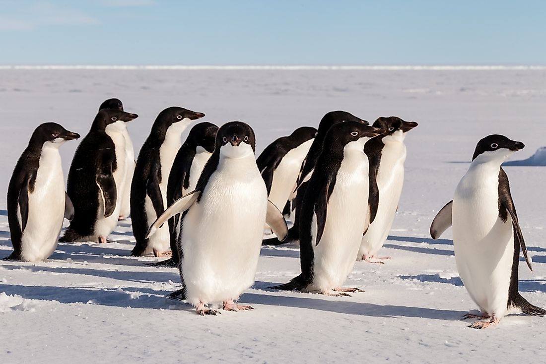 How Many Types of Penguins are There? WorldAtlas