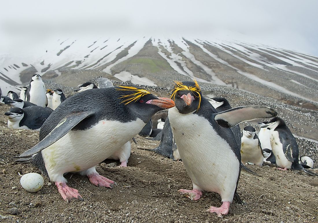 How Many Types Of Penguins Are There? - WorldAtlas