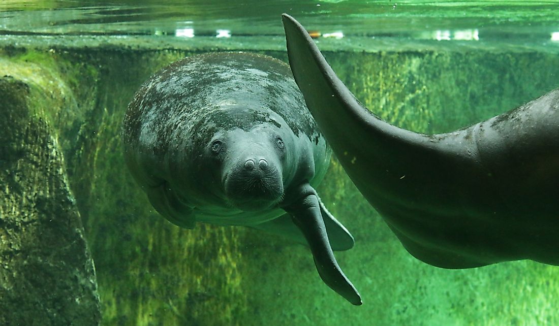 How Many Types Of Manatees Are There? WorldAtlas