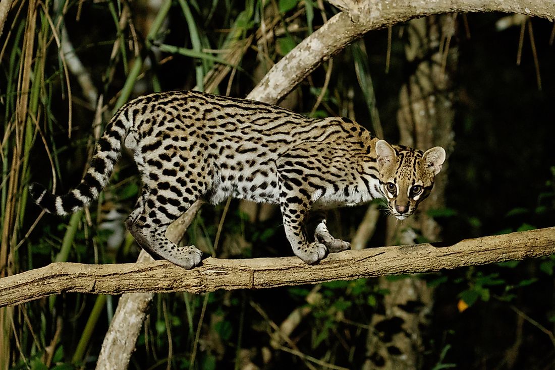 Download The 10 Species Of Wild Cats Of South America - WorldAtlas