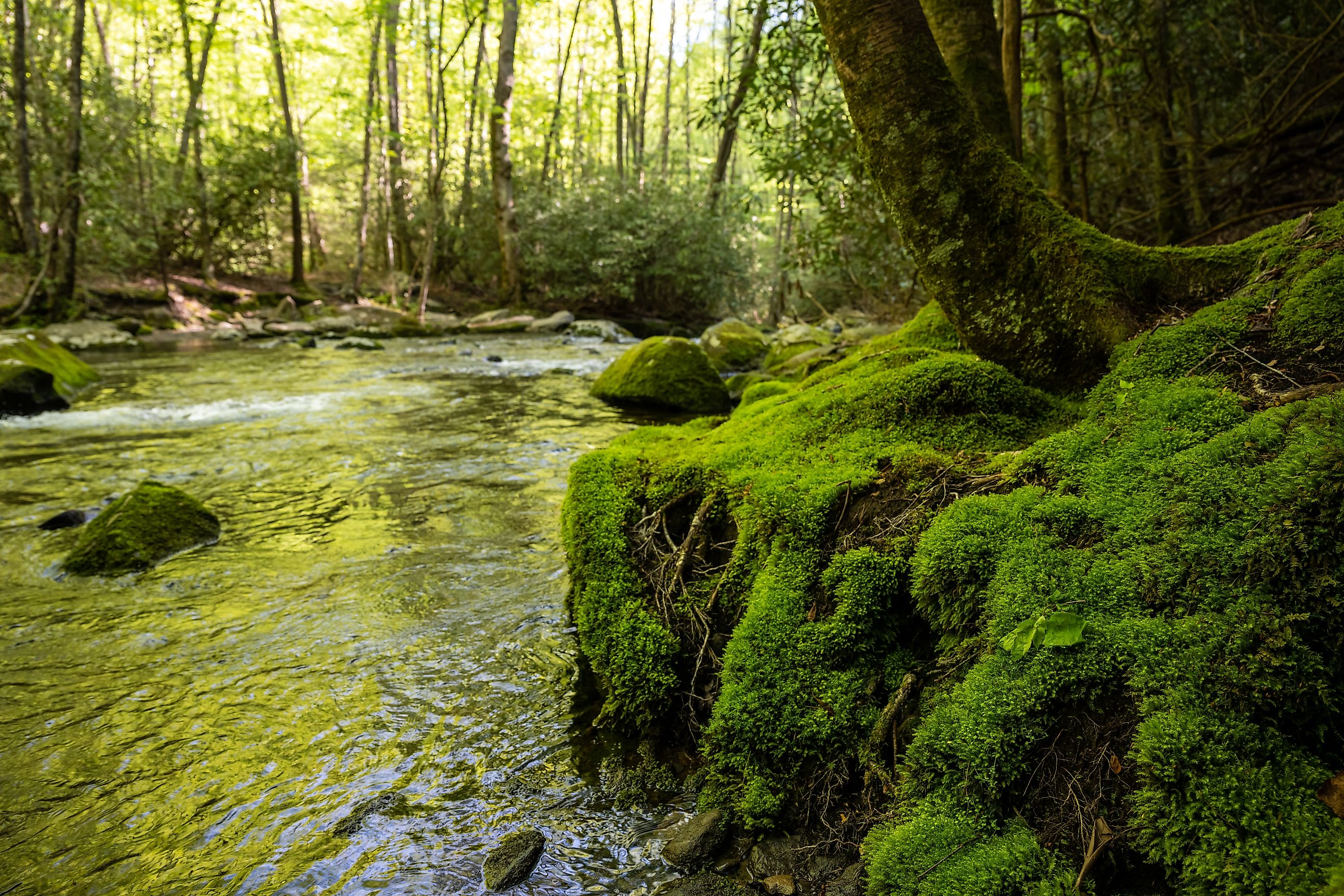 The base of a moss-covered tree along Lynn Camp Prong in Great Smoky Mountains National Park