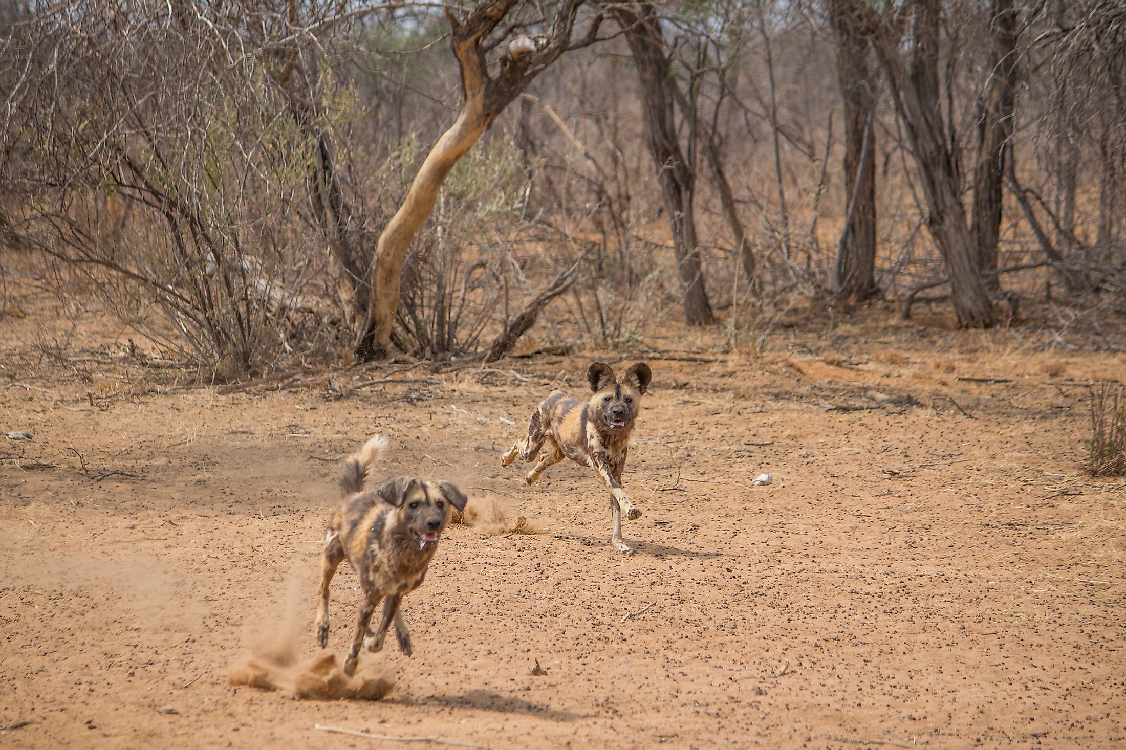 Animals Of The Kalahari Desert WorldAtlas   Shutterstock 1576942237 