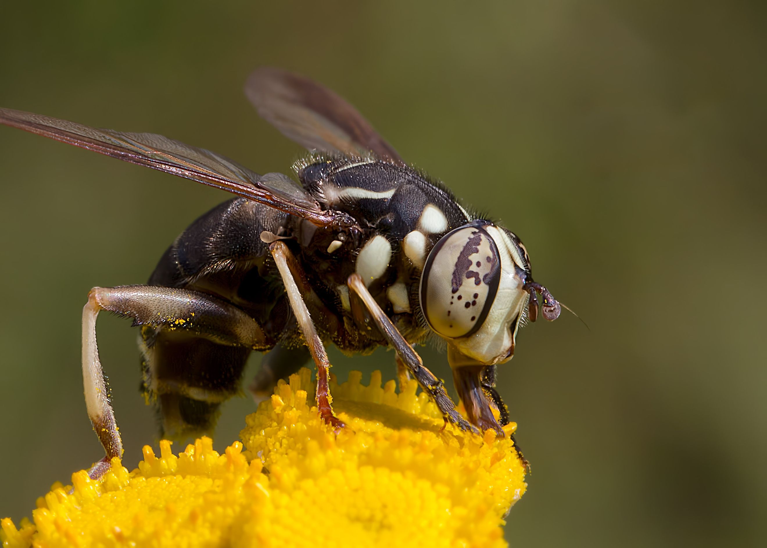 A bald-faced hornet on a flower.