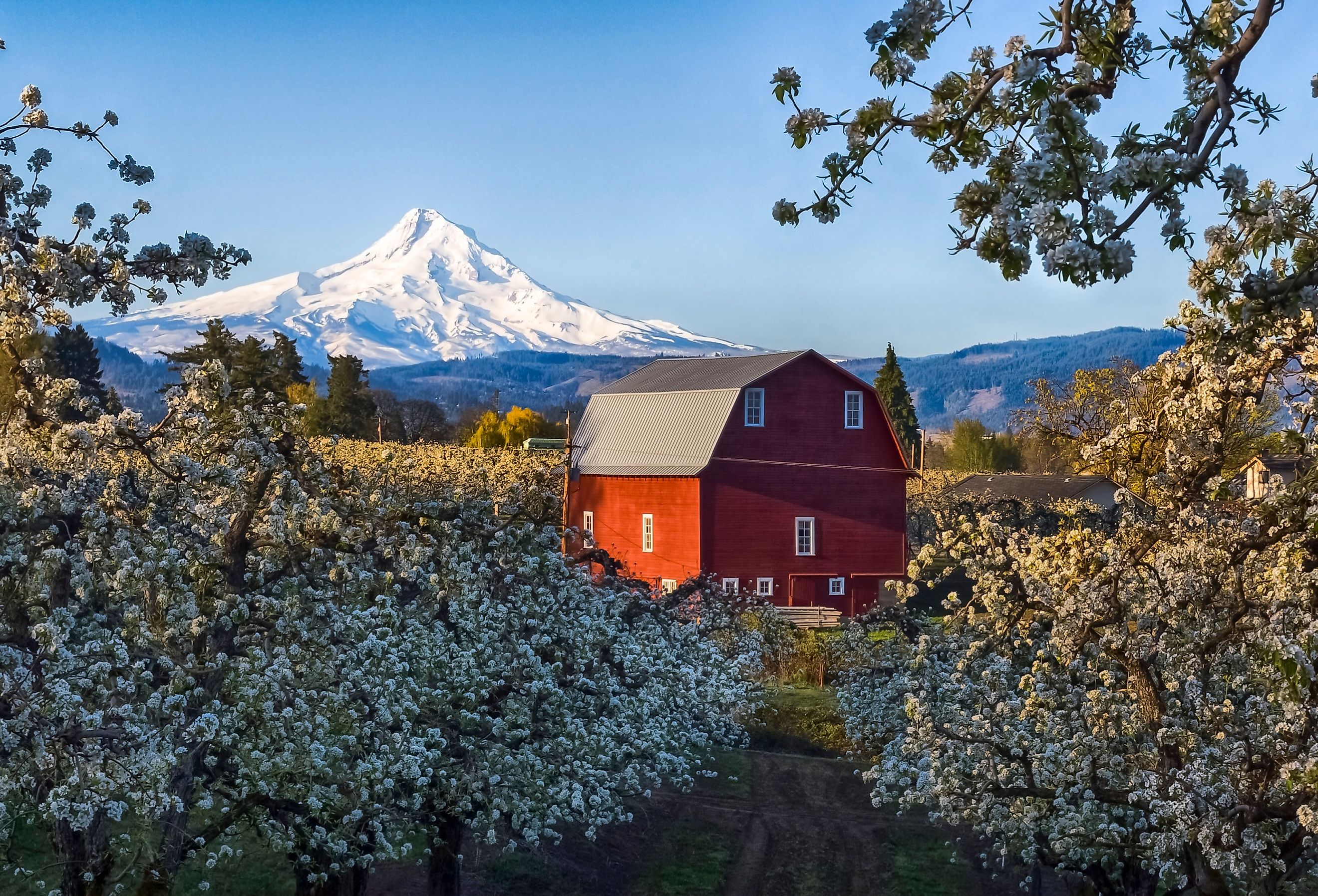 Blooming season in Hood River, Oregon.