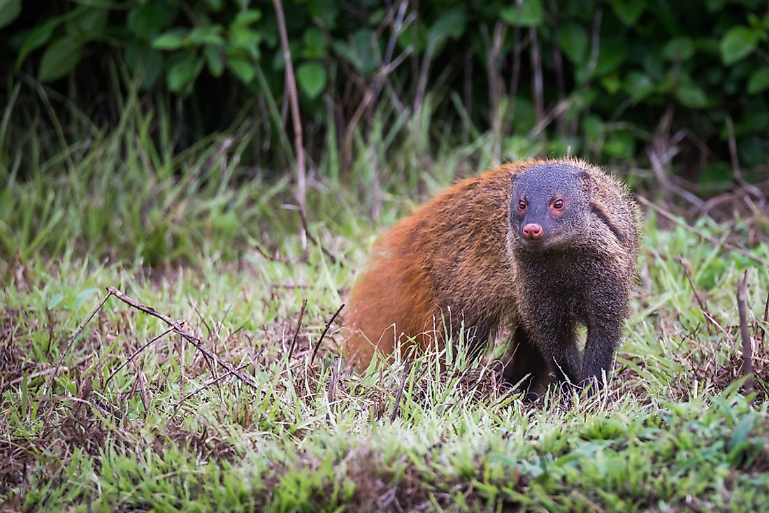 6 Species of Mongoose Found In India - WorldAtlas