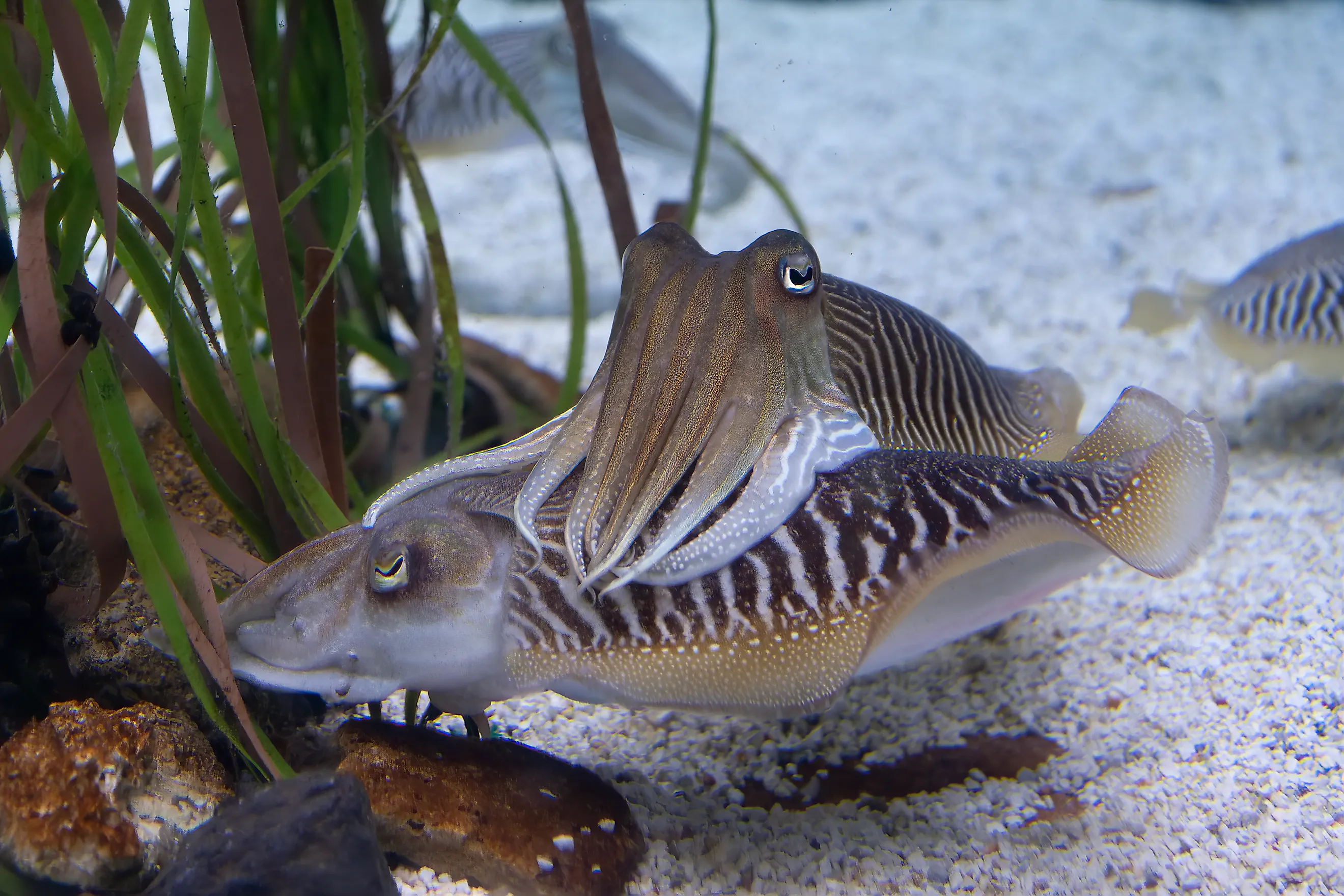 A pair of cuttlefish in water.
