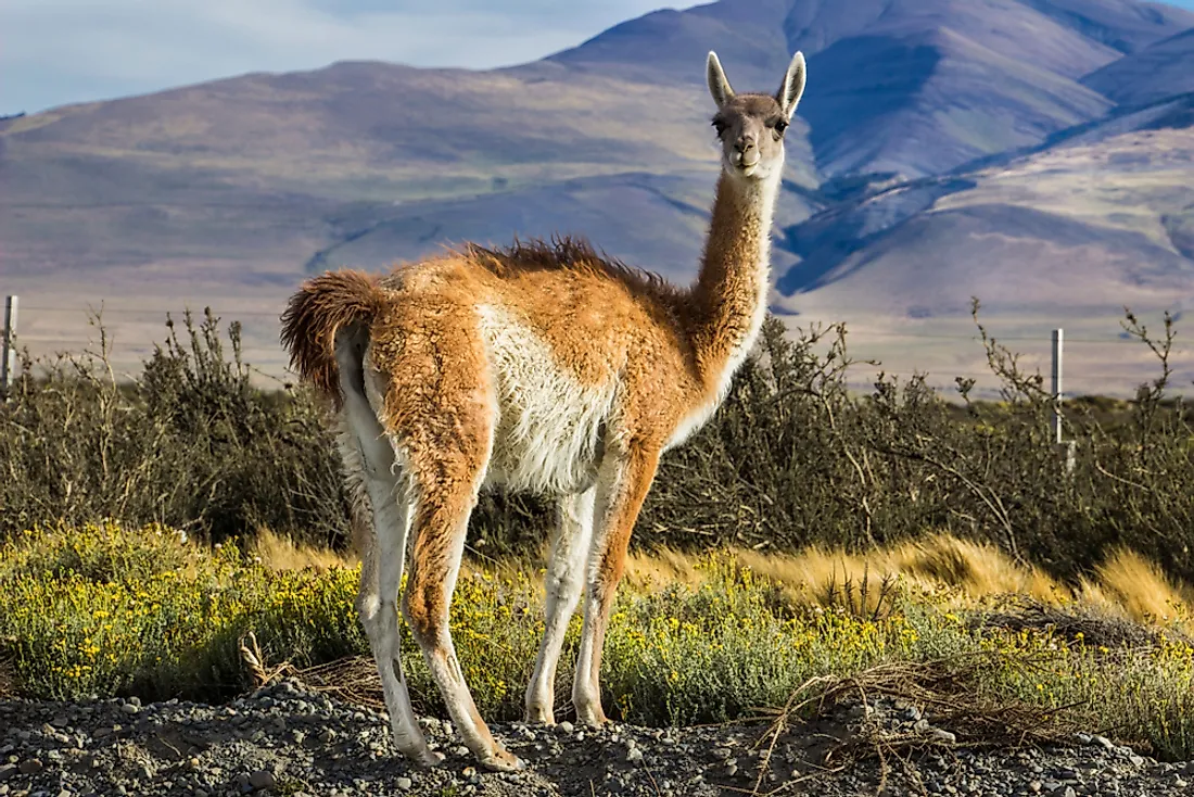 Animals Found in Chile - WorldAtlas