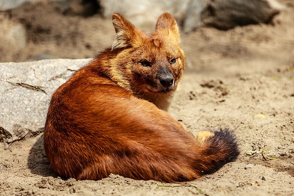 10 Most Threatened Animals In North America - WorldAtlas