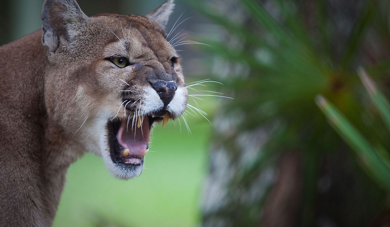 Florida panther (or cougar) snarls in displeasure.