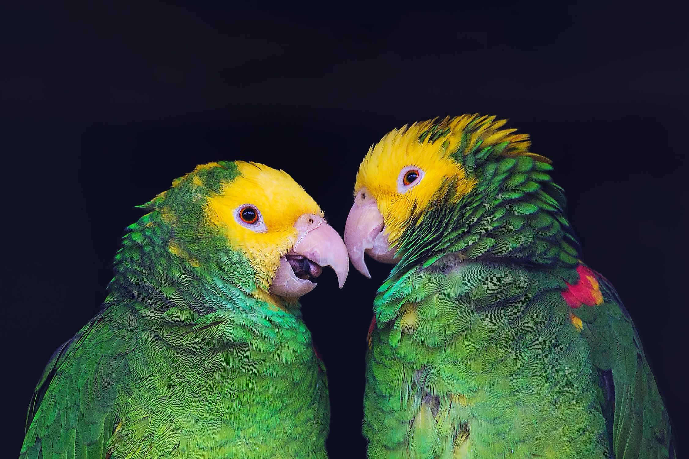 10 Reasons Why Getting A Parrot Is Really Bad Worldatlas